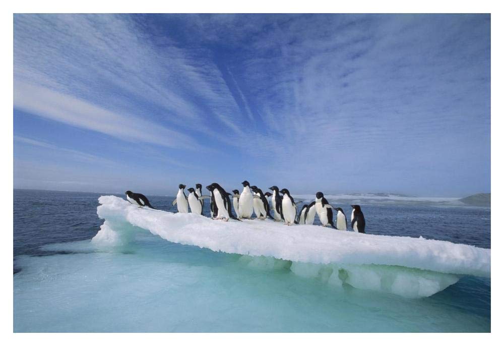 Adelie Penguin group crowding on melting summer ice floe, Possession Island, Ross Sea, Antarctica-Paper Art-20x14”