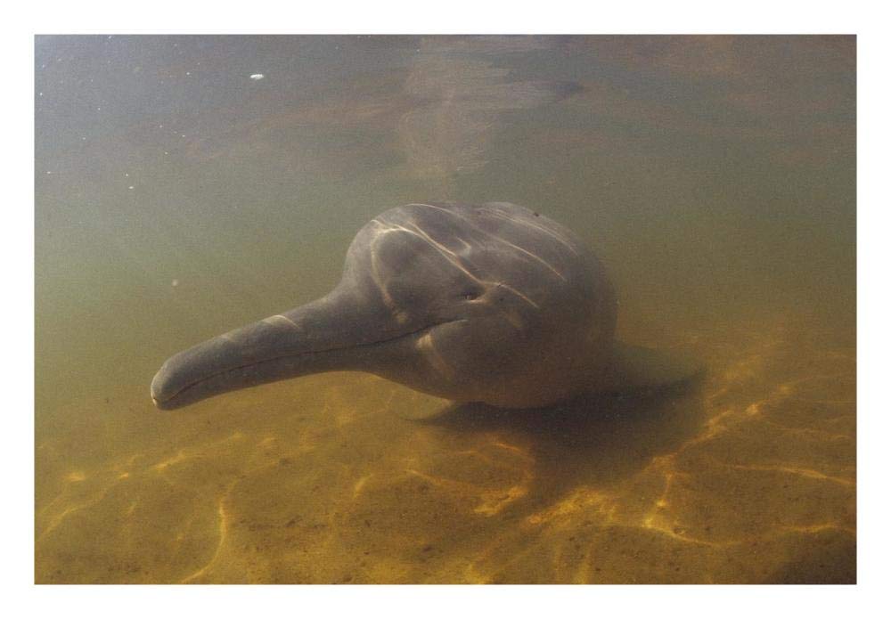 Amazon River Dolphin, underwater portrait, Brazil-Paper Art-26x18”