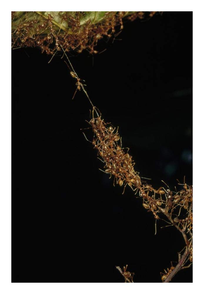 Weaver Ants forming a bridge, Papua New Guinea-Paper Art-18x26”