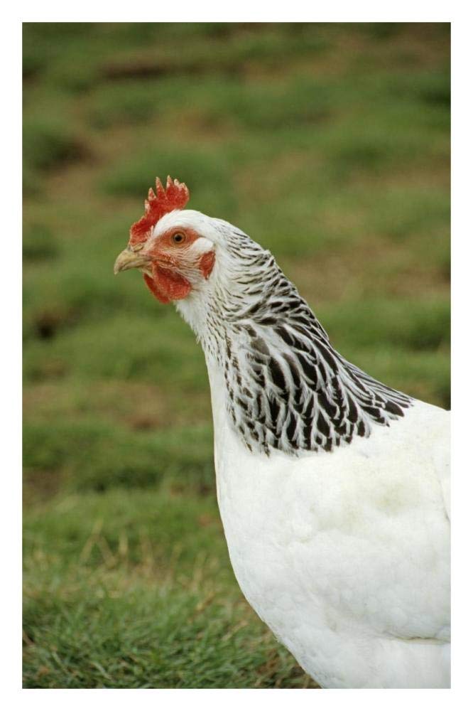 Domestic Chicken, Light Sussex hen, close-up of head and neck, England-Paper Art-22x32”