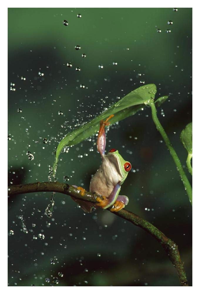 Red-eyed Tree Frog in rain, native to Central and South America-Paper Art-14x20”