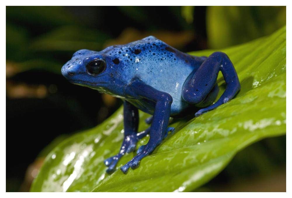 Blue Poison Dart Frog very tiny poisonous frog, native to South America-Paper Art-50x34”