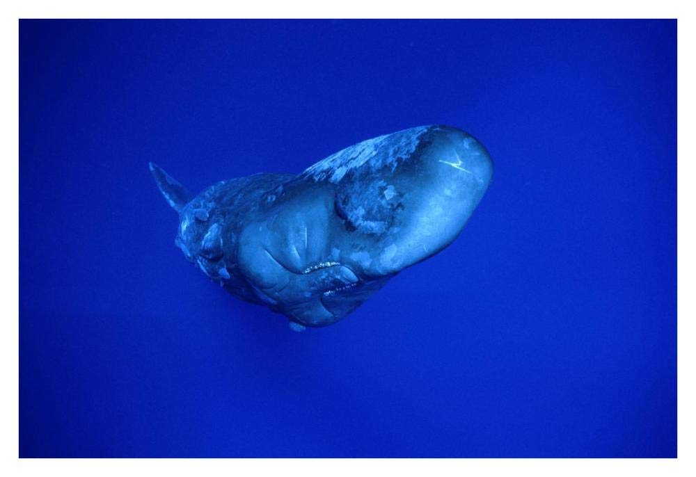 Sperm Whale,Dominica-Paper Art-38x26”