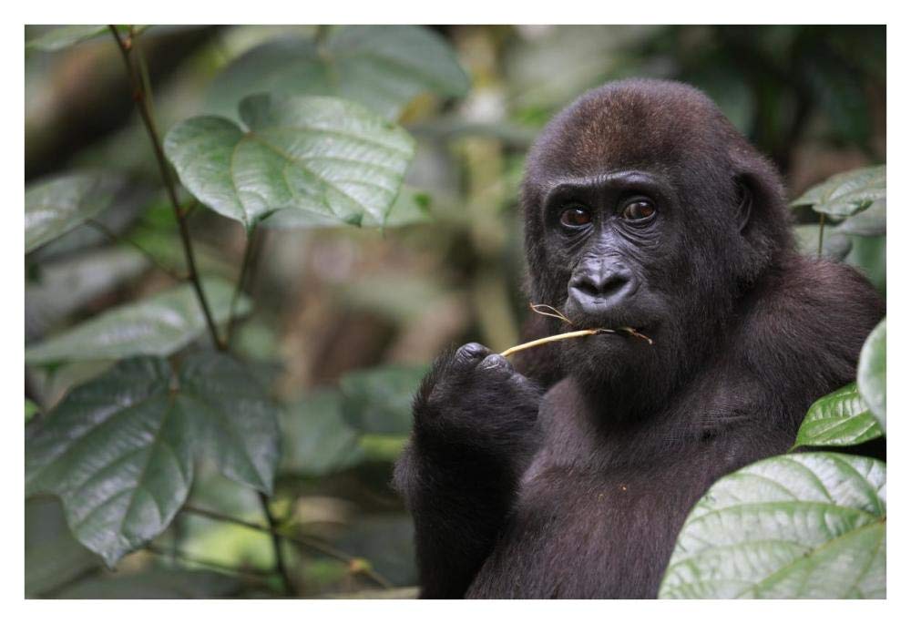 Gorilla Feeding-Paper Art-38x26”