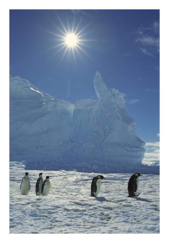Emperor Penguin commuters returning to rookery, Riiser-Larsen Rookery, Weddell Sea, Antarctica-Paper Art-18x26”
