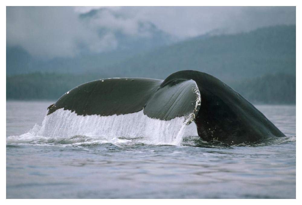 Humpback Whale tail, Alaska-Paper Art-50x34”
