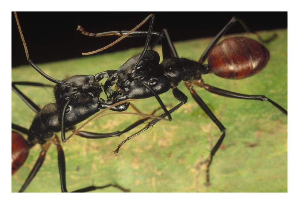 Giant Forest Ant pair fighting, 1x magnification, Borneo-Paper Art-26x18”