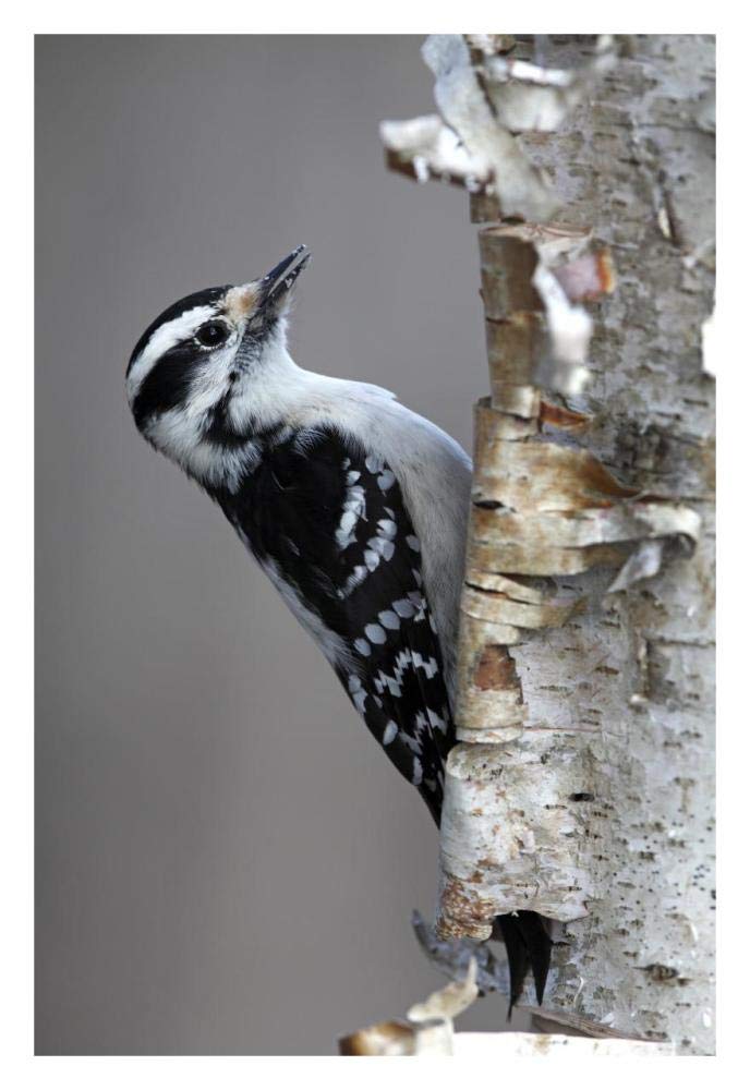 Downy Woodpecker, Canada-Paper Art-22x32”