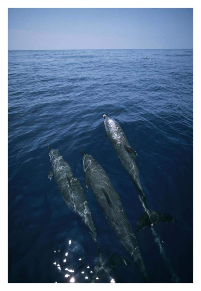 Bottlenose Dolphin trio surfacing, Shark Bay, Australia-Paper Art-26x38”