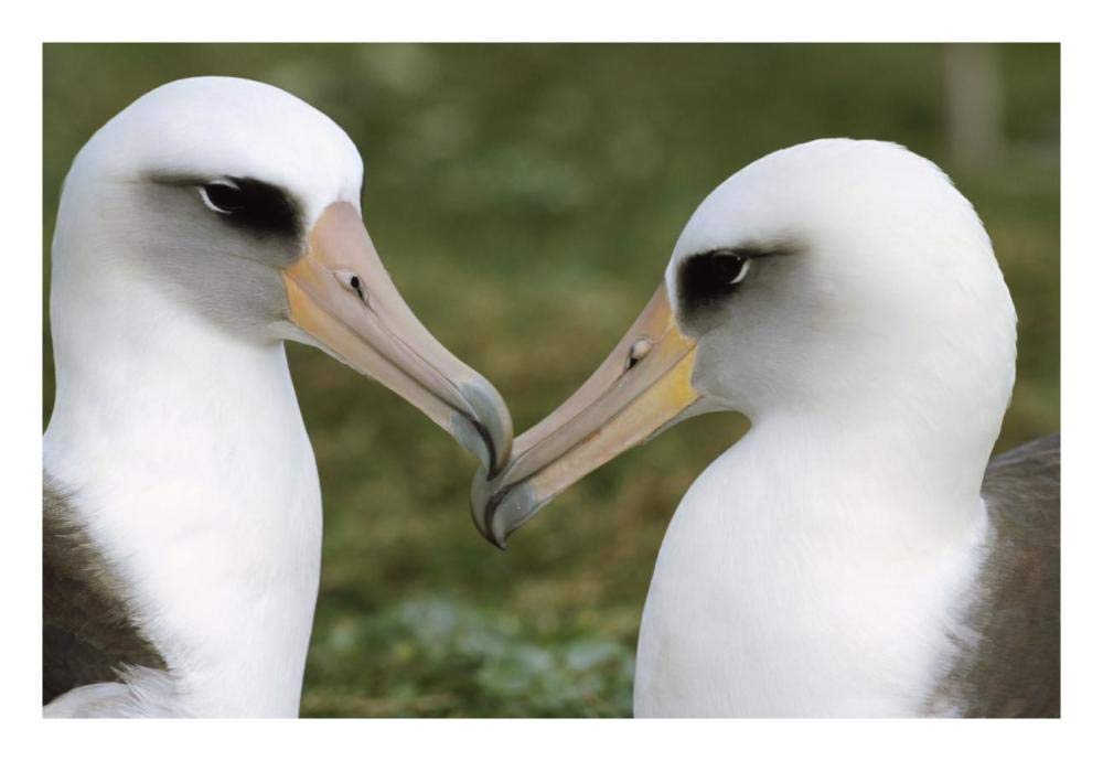 Laysan Albatross pair bonding, Midway Atoll, Hawaii-Paper Art-26x18”