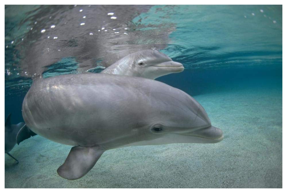 Bottlenose Dolphin, Hawaii-Paper Art-62x42”