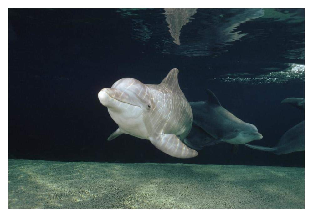 Bottlenose Dolphin underwater pair, Hawaii-Paper Art-20x14”