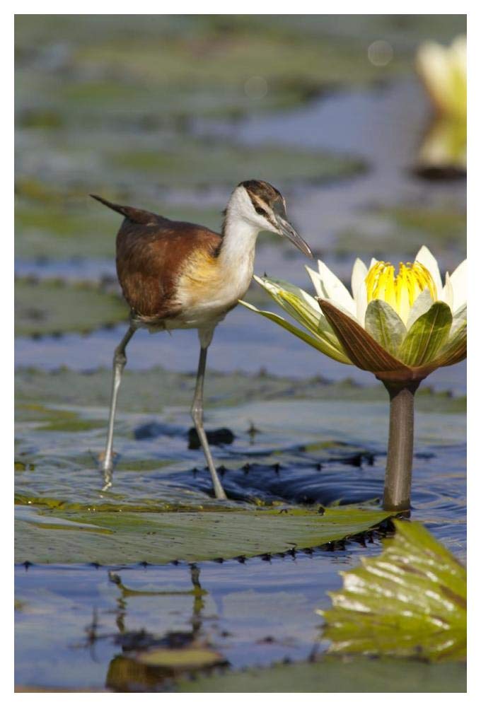 African Jacana juvenile foraging for insects in water lily flower, Okavango Delta, Botswana-Paper Art-34x50”