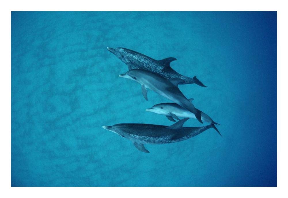 Atlantic Spotted Dolphin underwater group of adults and juveniles, Bahamas-Paper Art-26x18”