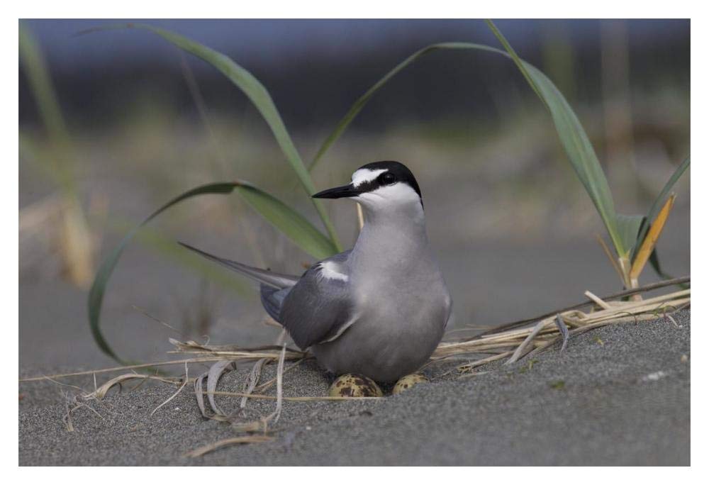 Aleutian Tern on ground nest with single egg, Yakutat, Alaska-Paper Art-20x14”