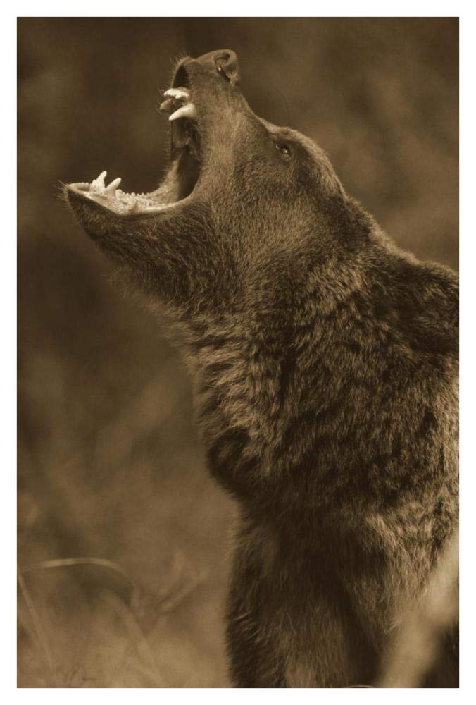 Grizzly Bear calling, North America - Sepia-Paper Art-32x42”