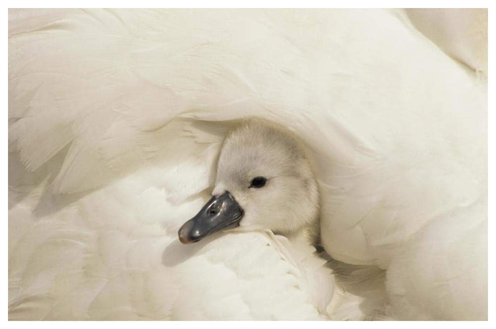 Mute Swan cygnet under its parents wing, Europe-Paper Art-62x42”