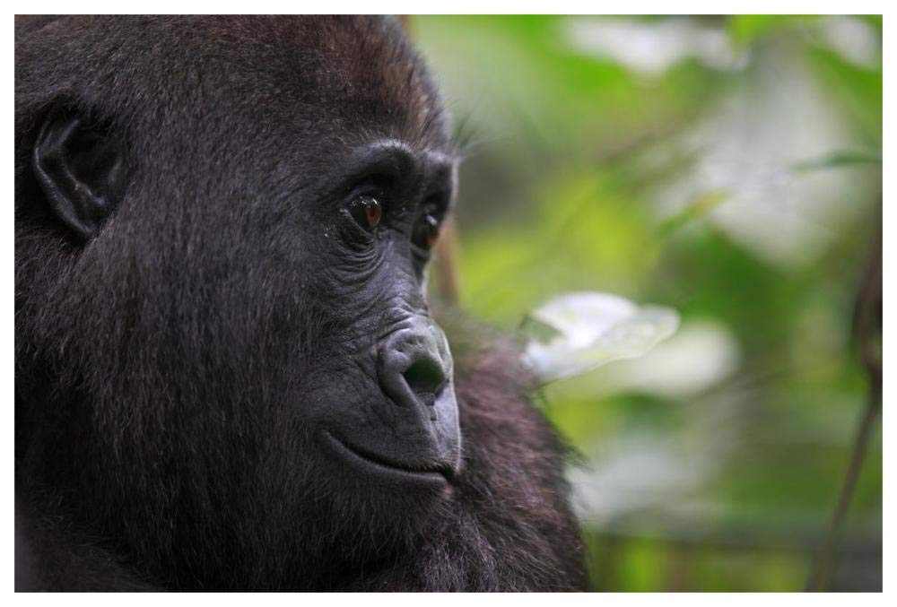 Orphan Gorilla, Gabon-Paper Art-62x42”