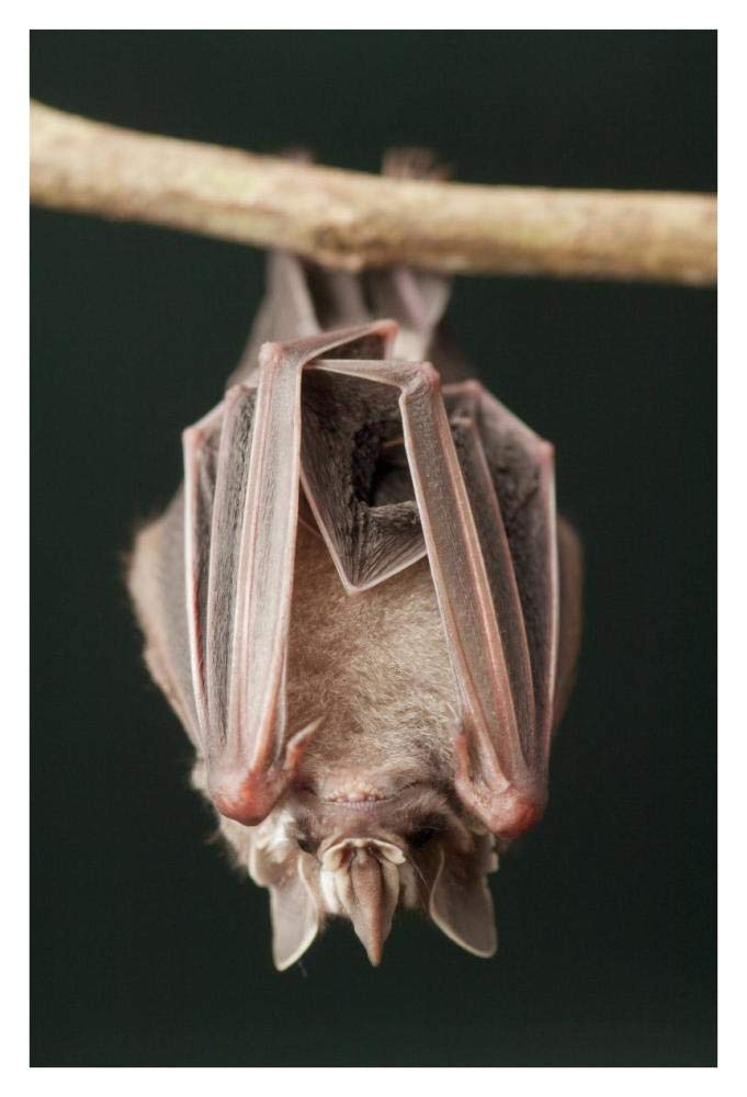 Leaf-nosed Bat, Amazon, Ecuador-Paper Art-26x38”