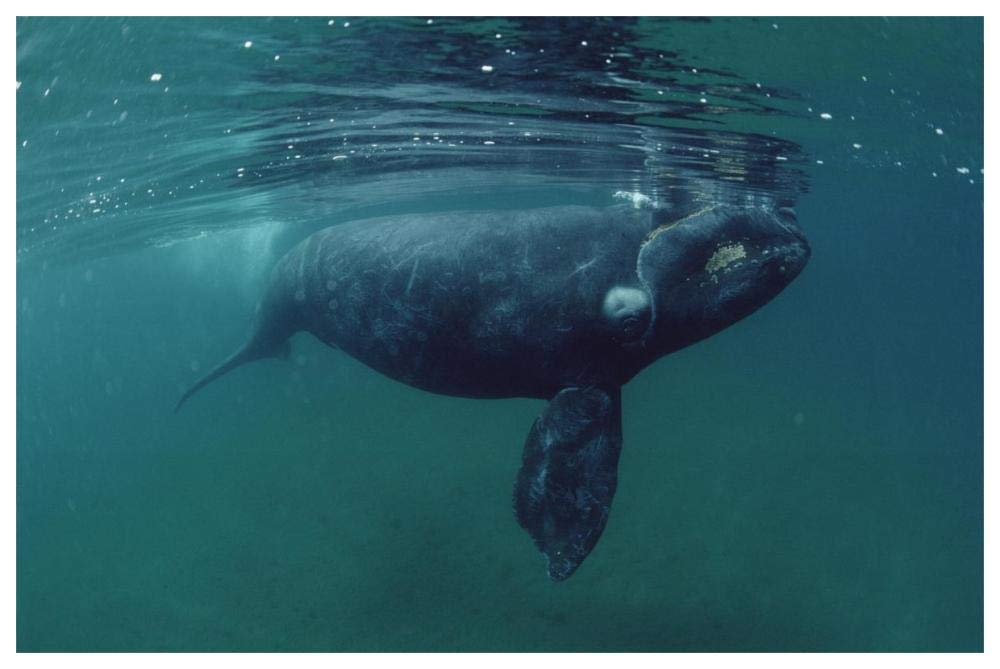 Southern Right Whale juvenile, underwater, Peninsula Valdez, Argentina-Paper Art-62x42”