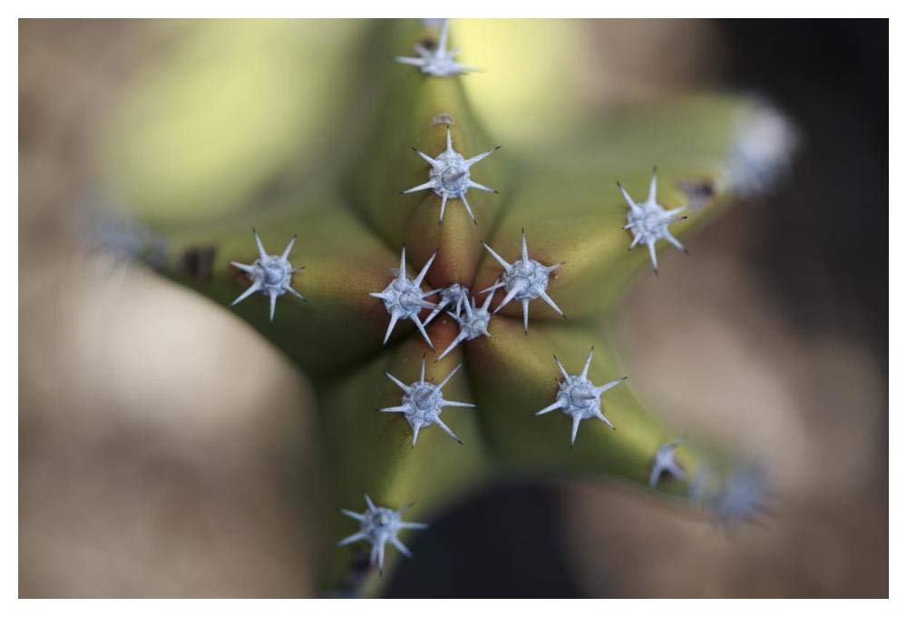 Old Man Cactus detail of spines, El Vizcaino Biosphere Reserve, Mexico-Paper Art-50x34”