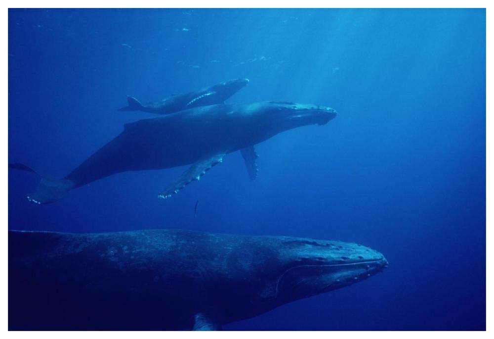 Humpback Whale mother and calf with male escort in foreground, Hawaii-Paper Art-62x42”