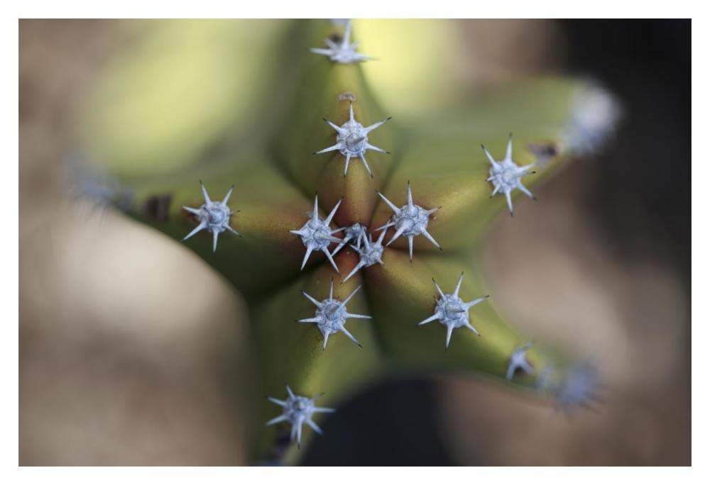 Old Man Cactus detail of spines, El Vizcaino Biosphere Reserve, Mexico-Paper Art-20x14”