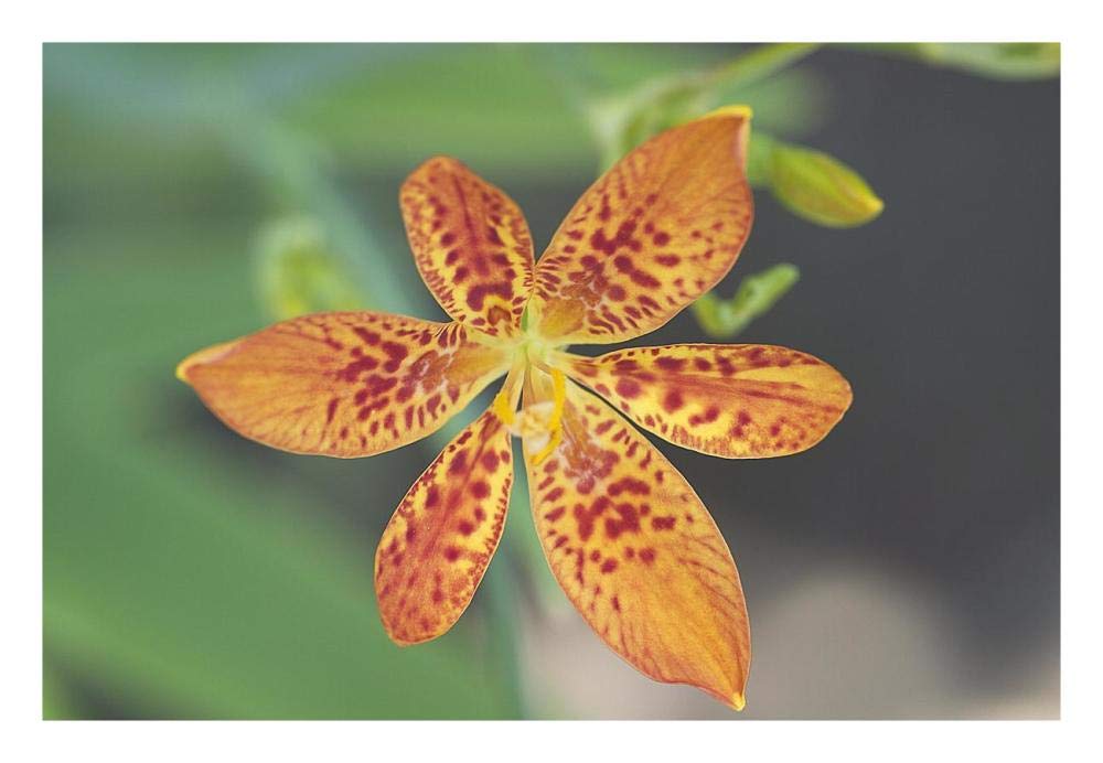 Blackberry Lily flower-Paper Art-26x18”