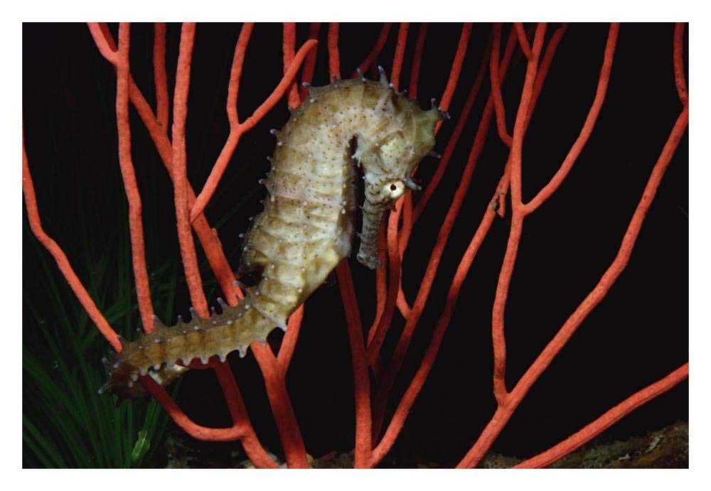 Seahorse on coral, North America-Paper Art-32x22”