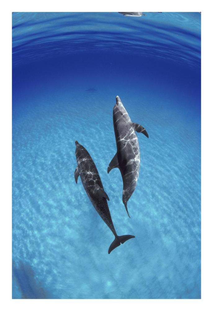 Atlantic Spotted Dolphin, pair underwater, Bahamas-Paper Art-18x26”