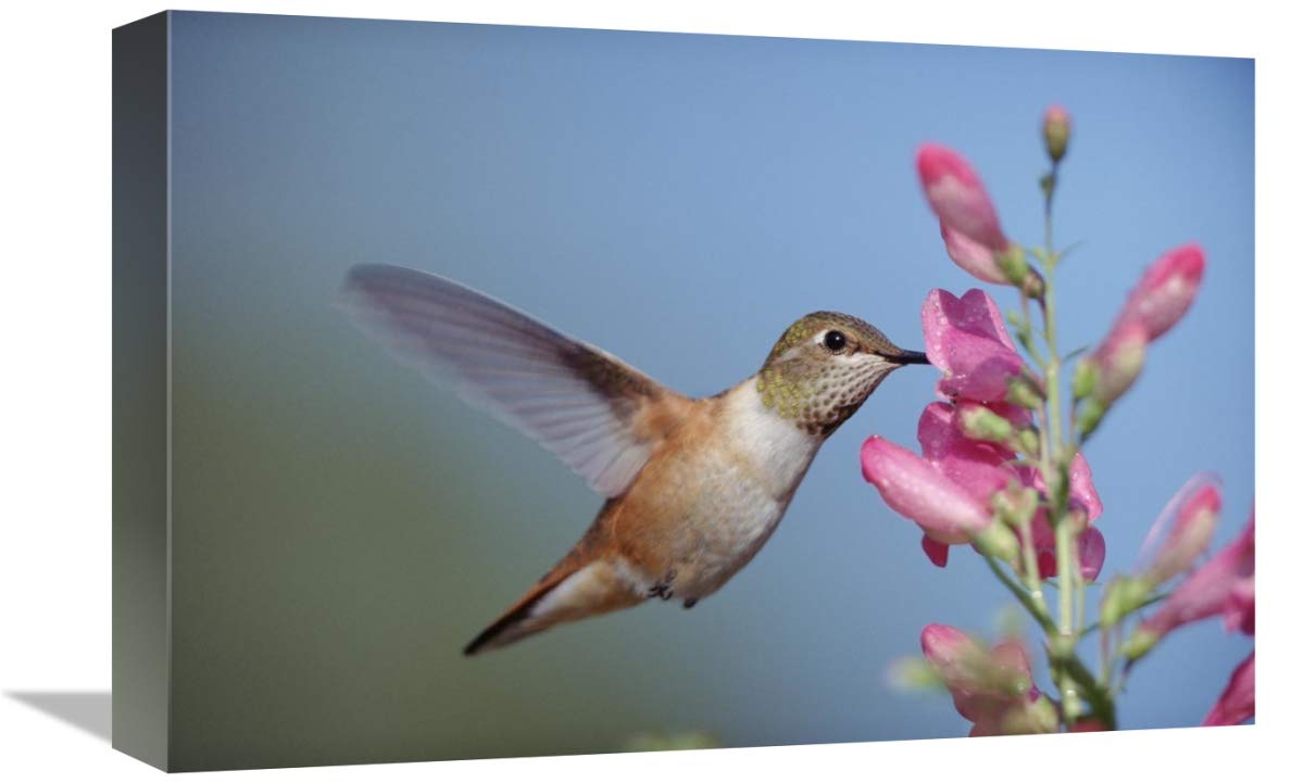 Rufous Hummingbird juvenile feeding on flowers, New Mexico-Canvas Art-18x12”