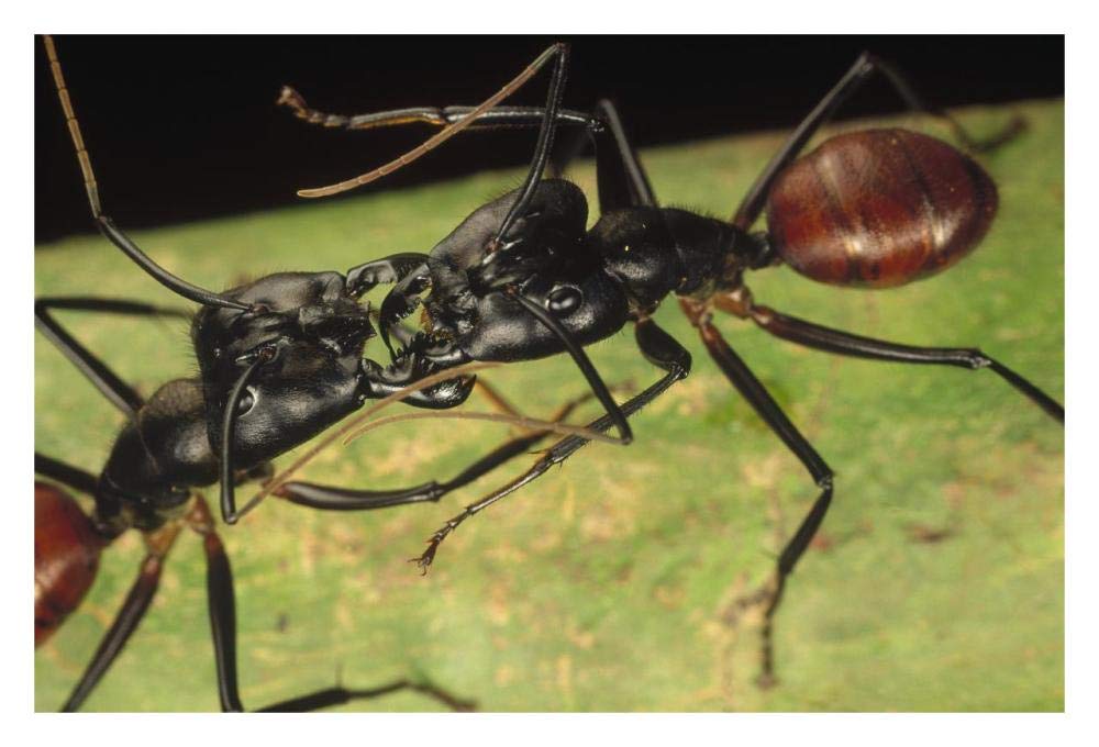 Giant Forest Ant pair fighting, 1x magnification, Borneo-Paper Art-32x22”