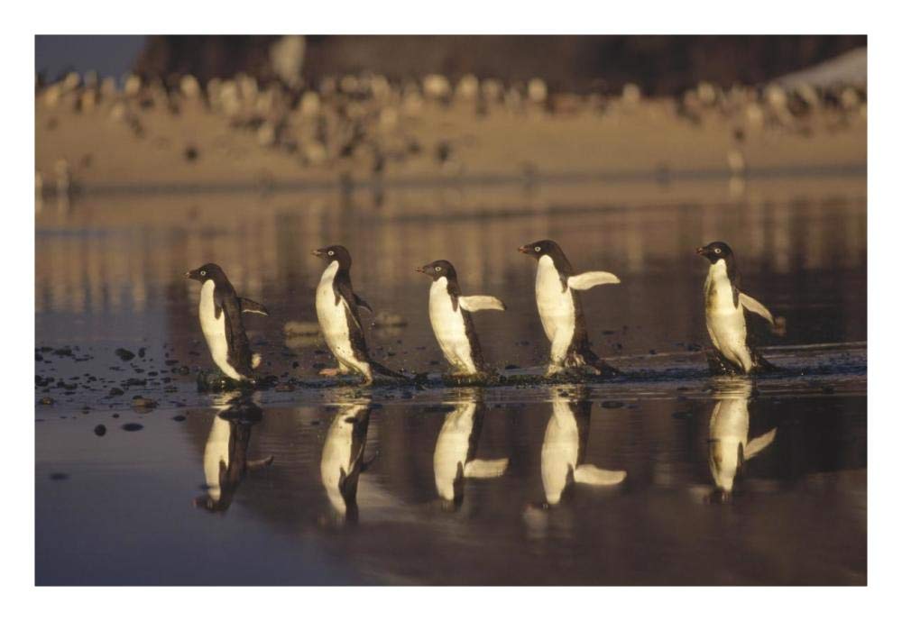 Adelie Penguins crossing summer melt pool, Cape Adare, Ross Sea, Antarctica-Paper Art-26x18”