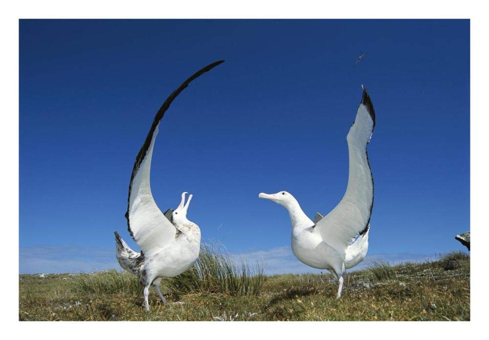 Gibsons Wandering Albatross courtship display, Adams Island, Aucklands Group, New Zealand-Paper Art-26x18”