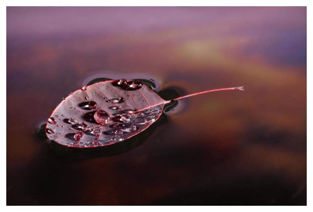 European Smoketree leaf floating with sunset reflections, western Oregon-Paper Art-50x34”