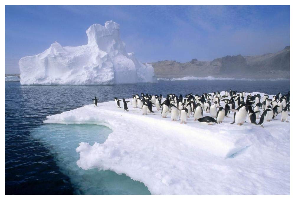 Adelie Penguin group crowding on melting summer ice floe, Possession Island, Ross Sea, Antarctica-Paper Art-62x42”