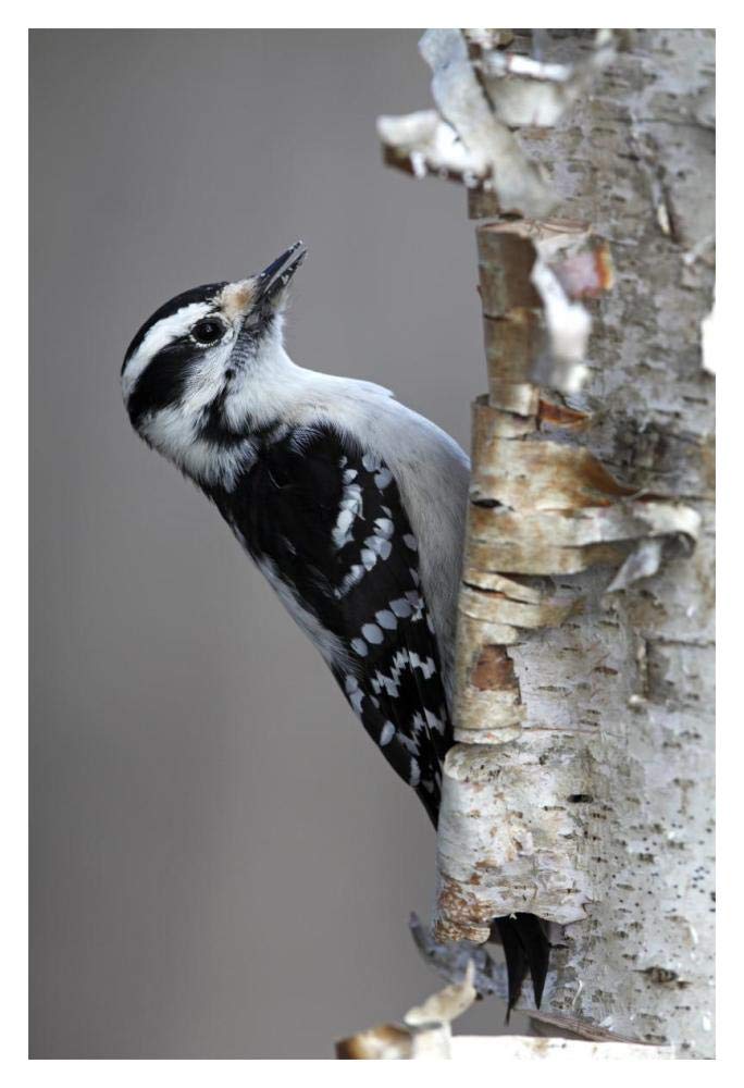 Downy Woodpecker, Canada-Paper Art-14x20”