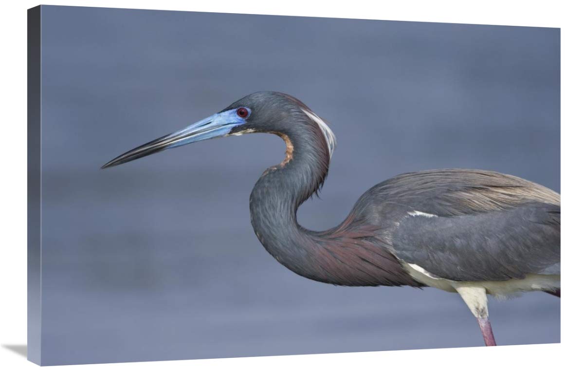 Tricolored Heron hunting, Rio Grande Valley, Texas-Canvas Art-36x24”