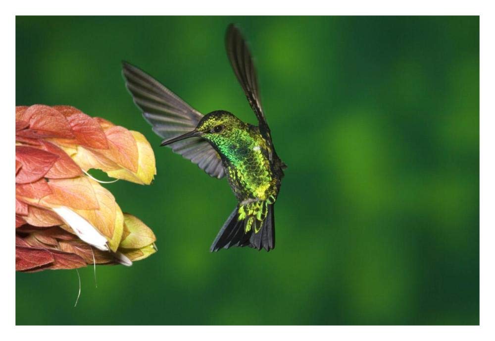 Western Emerald hummingbird feeding on flower, Andes, Ecuador-Paper Art-32x22”