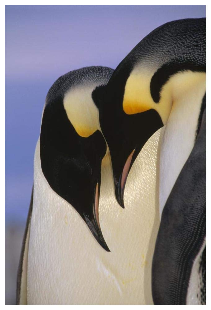 Emperor Penguin courting pair, Atka Bay, Princess Martha Bay, Weddell Sea, Antarctica-Paper Art-42x62”