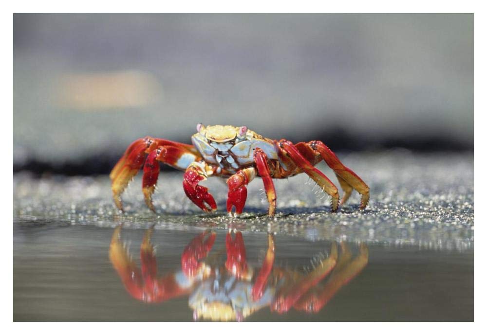 Sally Lightfoot Crab feeding, Punta Espinosa, Galapagos Islands, Ecuador-Paper Art-38x26”