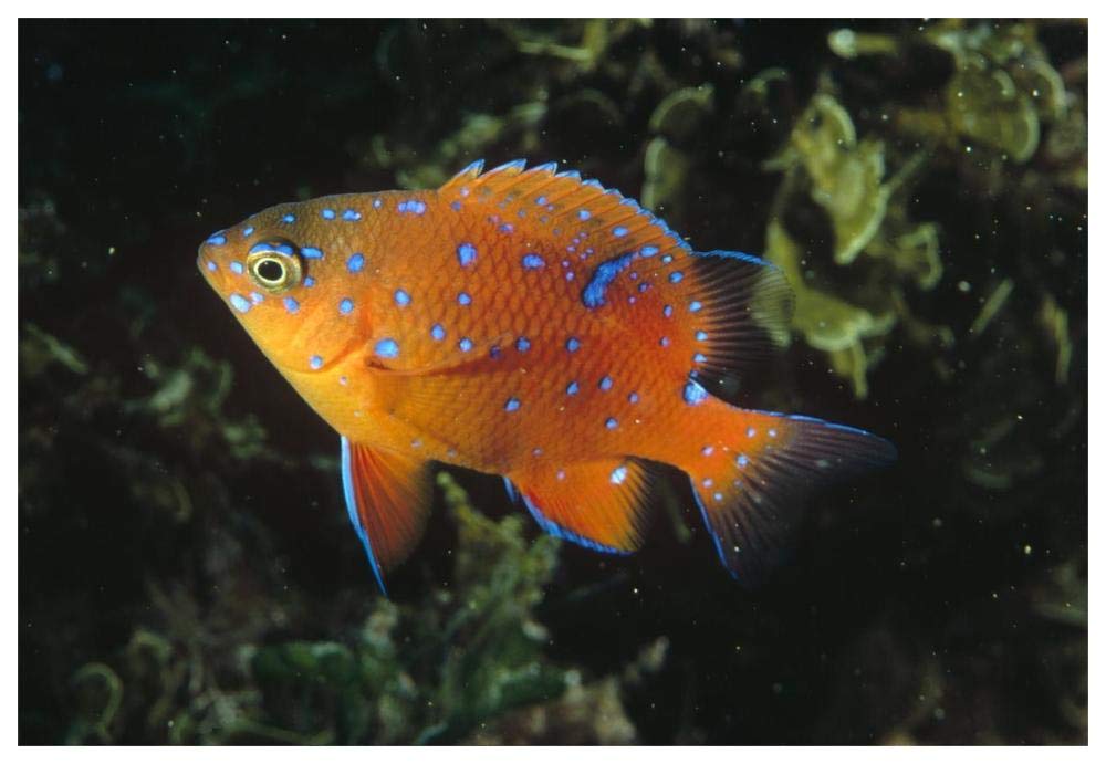 Garibaldi juvenile, California-Paper Art-62x42”