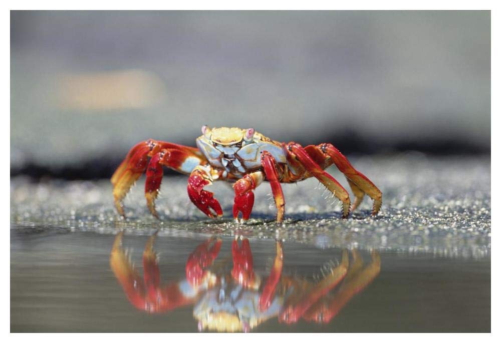 Sally Lightfoot Crab feeding, Punta Espinosa, Galapagos Islands, Ecuador-Paper Art-50x34”