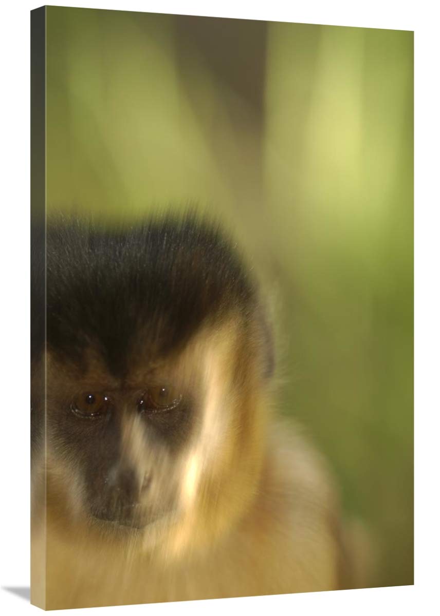 Brown Capuchin portrait in Cerrado habitat, Piaui State, Brazil-Canvas Art-24x36”