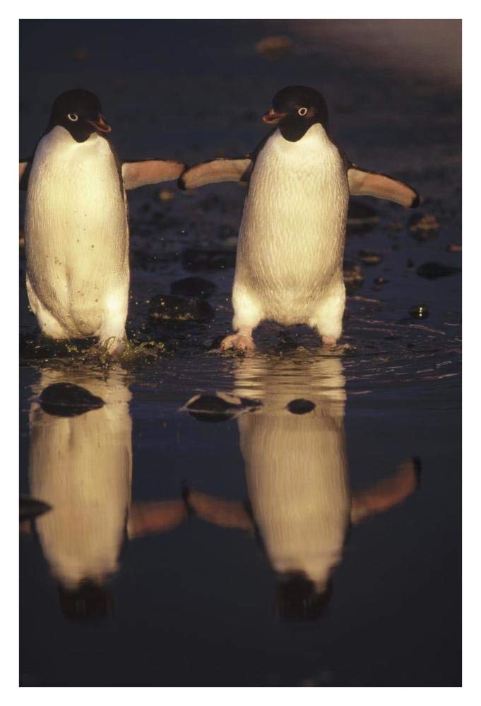 Adelie Penguins crossing summer melt pool, Cape Adare, Ross Sea, Antarctica-Paper Art-26x38”