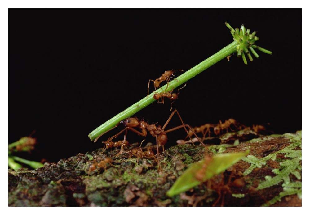 Leafcutter Ant workers carrying leaves to nest, French Guiana-Paper Art-38x26”