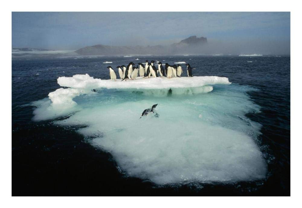 Adelie Penguin crowding on melting summer ice floe, Possession Island, Ross Sea, Antarctica-Paper Art-26x18”