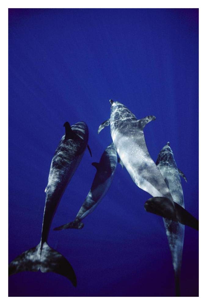Atlantic Spotted Dolphin group of adults and juveniles, Bahamas-Paper Art-26x38”
