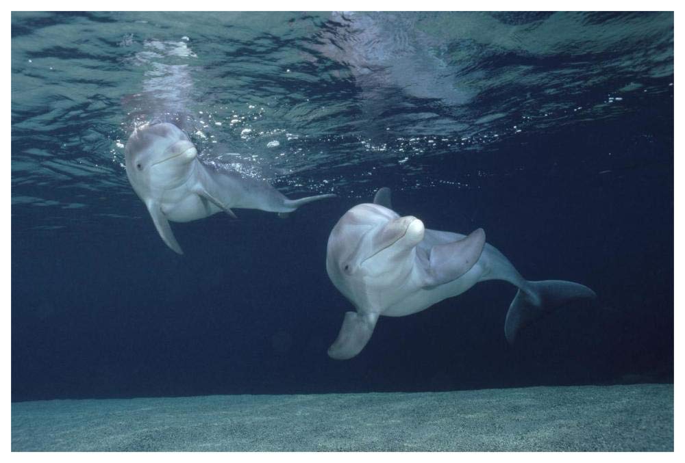 Bottlenose Dolphin underwater pair, Hawaii-Paper Art-62x42”