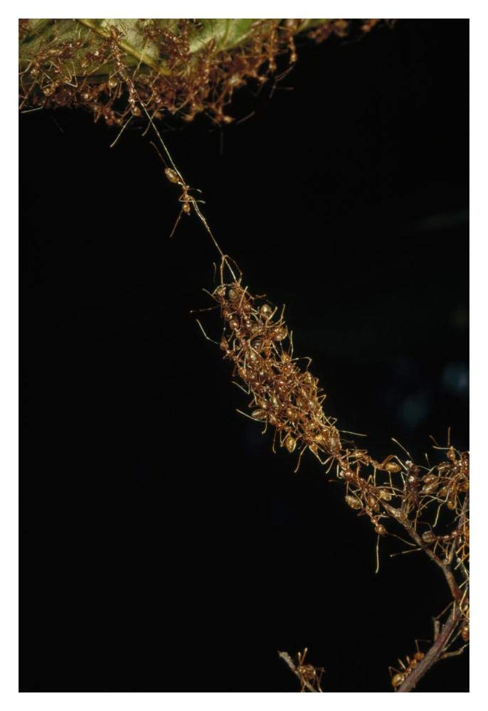 Weaver Ants forming a bridge, Papua New Guinea-Paper Art-14x20”